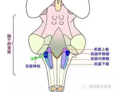 感统失调是造成孩子注意力不集中的根